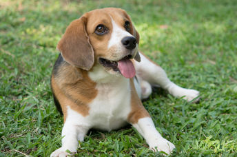 Cute dog