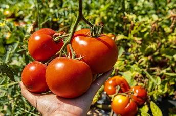 Ripe tomatoes.
