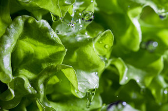 Lettuce