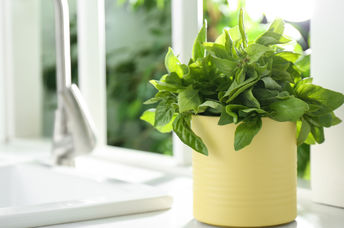 Counter top garden