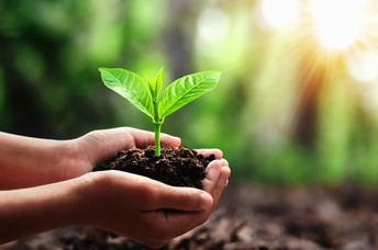 Plant a tree.
