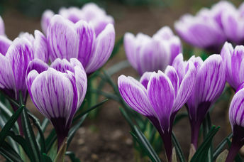 Beautiful flowers.