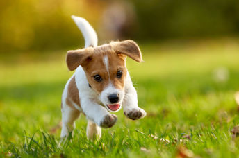 Happy puppy