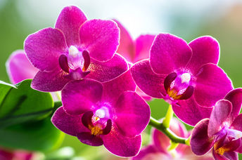 Blooming flowers.