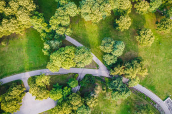 Urban trees