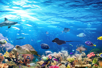Under the sea.
