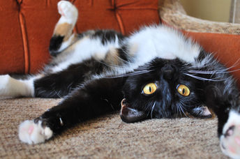 Adopt a cat or dog.