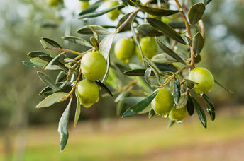 olives.