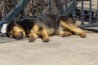Stray dog in Chile.