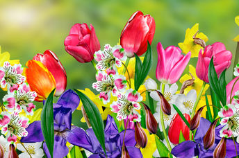 Beautiful Dutch Spring flowers blooming in the garden.