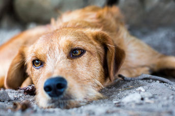 Stray dog.