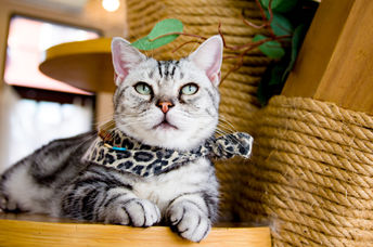 A cat cafe.
