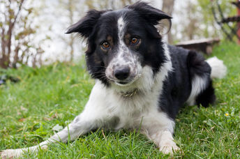 Cute dog.