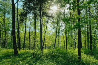 A beautiful forest.
