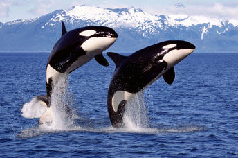 A pair of Orca whales