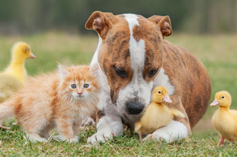Adorable pets.