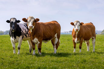 Grazing happy cows.