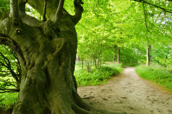 Ancient tree in Northumberland