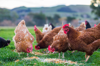 Chicken feathers have a new green use.