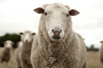 Grazing sheep.
