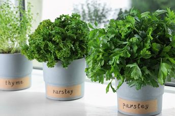 Indoor herb garden.