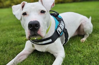 Reggie is a six-year-old deaf mixed  breed dog who needs a home.