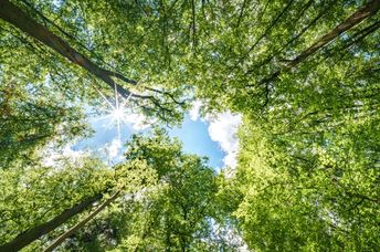 Trees in a forest.