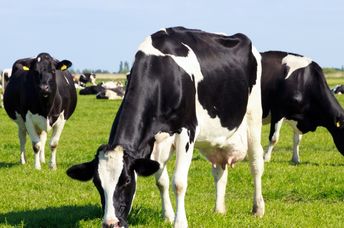 Grazing dairy cows.