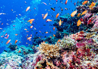 The world’s largest and Maldives first 3D-printed reef system was installed at Summer Island.