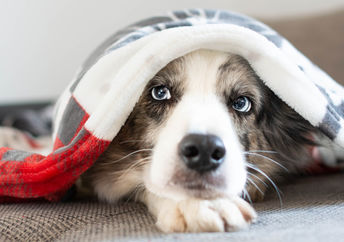 Dog hiding under a blanket.