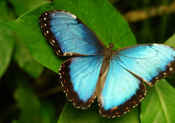Embrace change like this butterfly.
