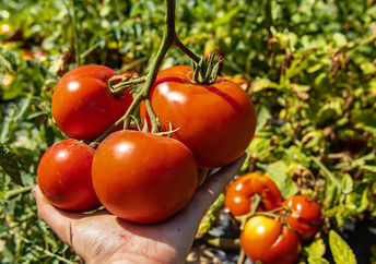 Ripe tomatoes.