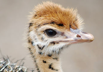 This baby emu does animal assisted therapy.