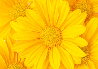 Yellow flowers will perk up your mood.