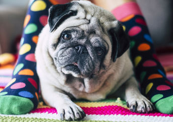 Recycle used socks into beds for dogs.
