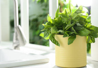 Counter top garden