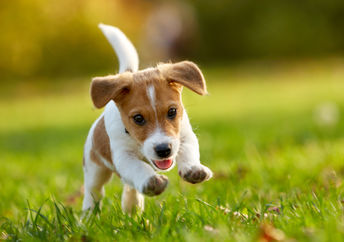 Happy puppy