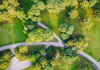 Urban trees