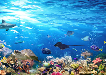 Under the sea.