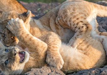 Animals playing.
