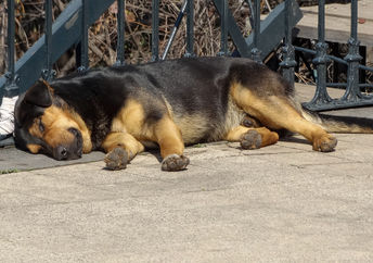 Stray dog in Chile.
