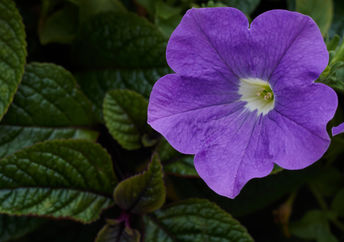 Nature's glory.