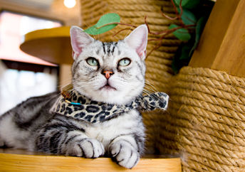 A cat cafe.