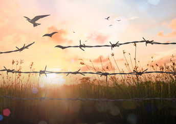 A barbed wire.