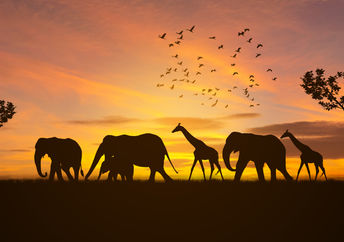 Wild animals.