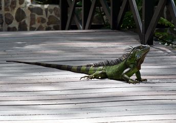 reptile in nature