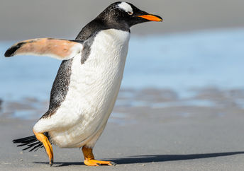 Penguin in the wild