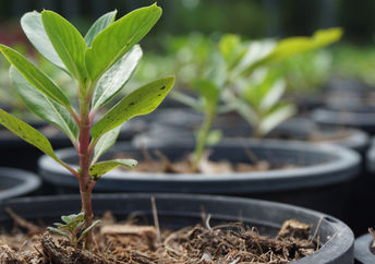 Tree seedlings.