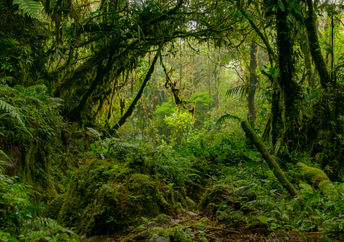 Rainforest.