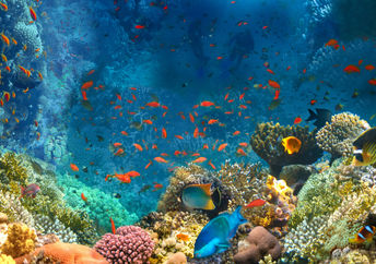 Under the Sea.